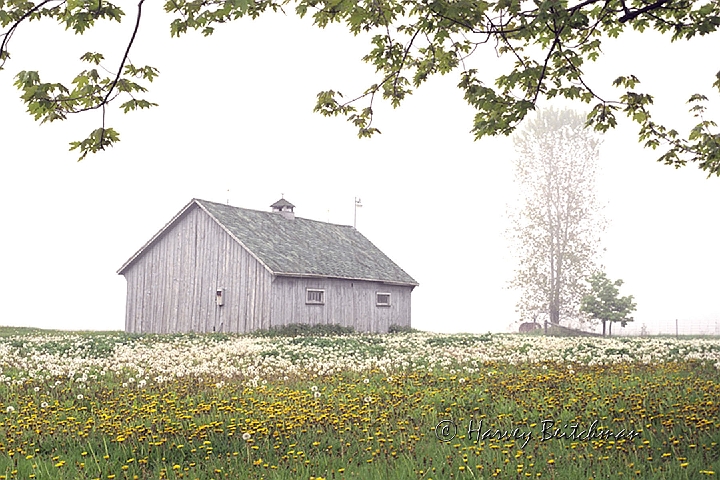 Misty Daisies.jpg